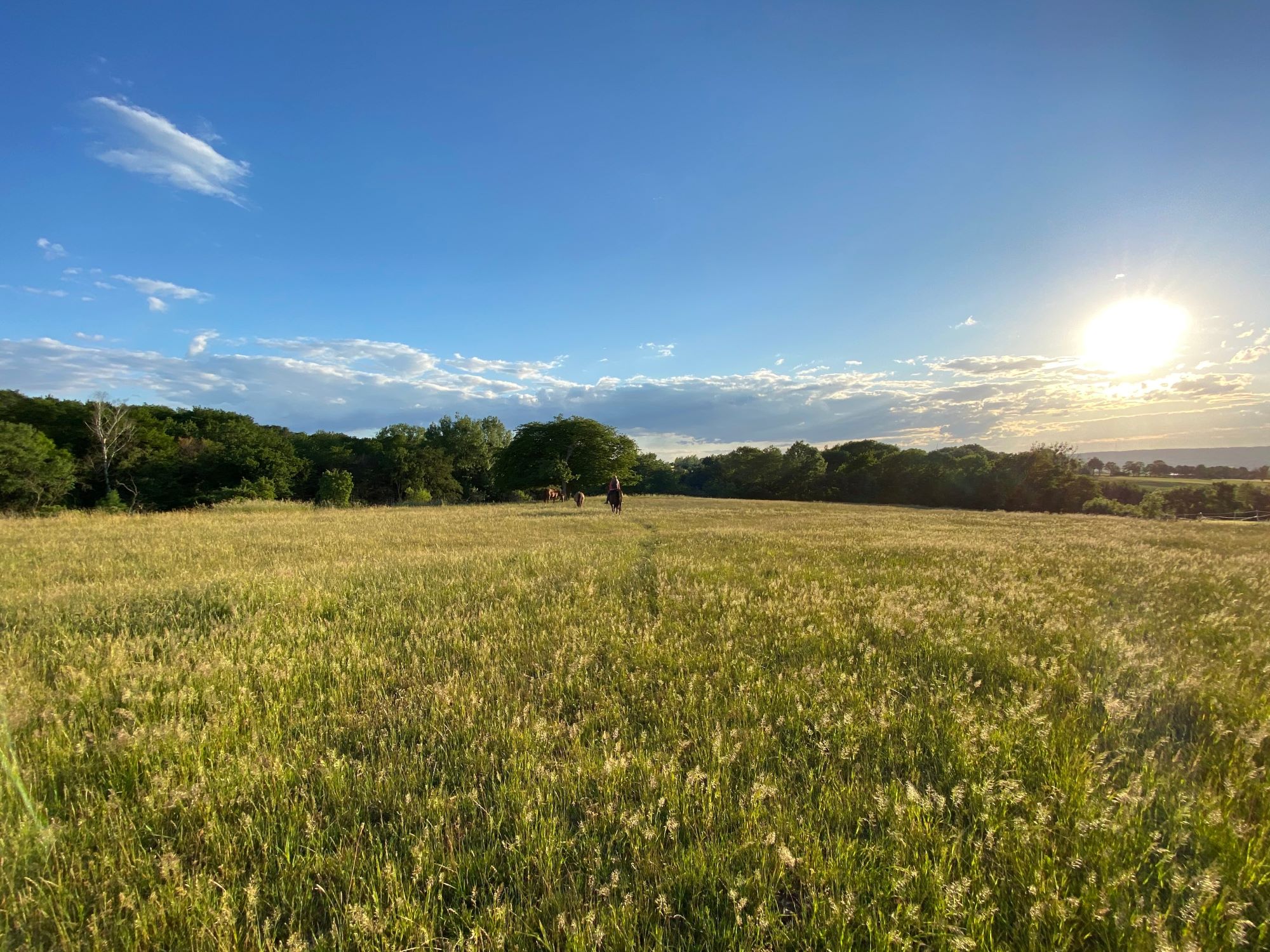 Sommerweide für Pferde